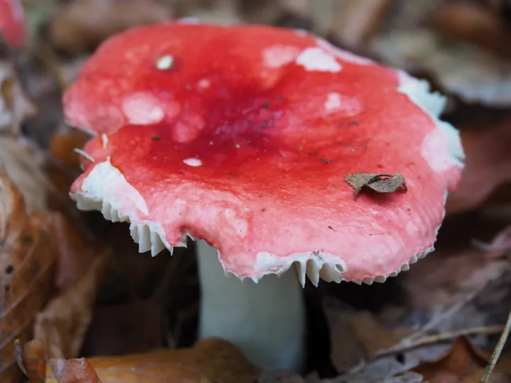 Vagevuurbos en Lippensgoed-Bulskampveld (België)